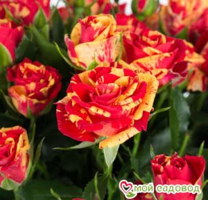 розы спрей Файер Флеш в Славянск-на-Кубание
