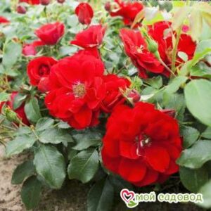 Роза Центро-Розе в Славянск-на-Кубание