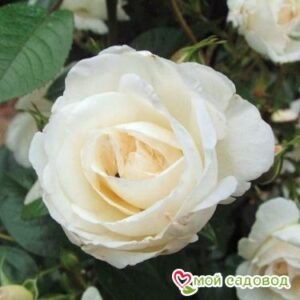 Роза Спрей белый в Славянск-на-Кубание