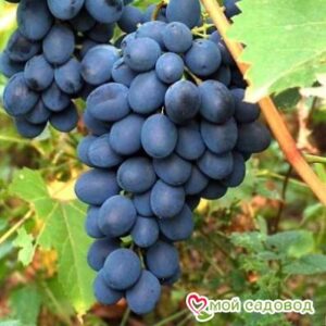 Ароматный и сладкий виноград “Августа” в Славянск-на-Кубание