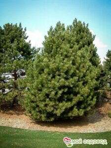 Сосна Чёрная (Pinus Nigra) в Славянск-на-Кубание