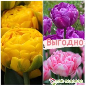 Красота в тройной выгоде! Только для любителей тюльпанов! в Славянск-на-Кубание