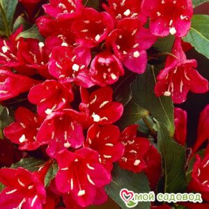 Вейгела цветущая “Ред Принц” в Славянск-на-Кубание
