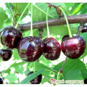Саженцы вишни – Чудо-вишня в Славянск-на-Кубание