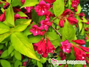 Вейгела цветущая “Рубидор” в Славянск-на-Кубание