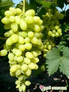 Виноград Осенний крупноплодный в Славянск-на-Кубание