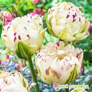 Тюльпан махровый Дэнс Лайн в Славянск-на-Кубание