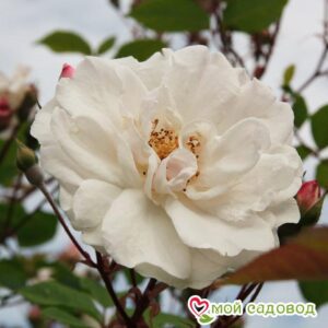 Роза Белый каскад в Славянск-на-Кубание