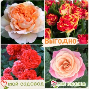 Комплект роз! Роза плетистая, спрей, чайн-гибридная и Английская роза в одном комплекте в Славянск-на-Кубание