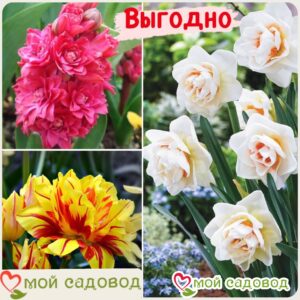 Весенний набор луковичных цветов в Славянск-на-Кубание