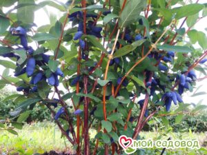 Жимолость Медовая ягода в Славянск-на-Кубание