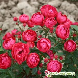 Роза полиантовая Морздаг Ред (Morsdag Red) в Славянск-на-Кубание